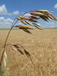 Image result for Bromus  commutatus