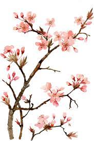 Twig Drawing Cherry Blossom Japanese Cherry Blossom Flower Painting Png Download Cherry Blossom Painting Cherry Blossom Art Cherry Blossom Painting Acrylic