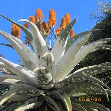 Image result for Casearia gladiiformis