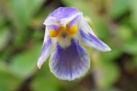 Image result for Craterostigma nummulariifolium