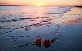 Red rose wallpapers, macro, photography, leaves, petals. Two Red Roses Flowers Rose Sunlight Beach 1080p Wallpaper Hdwallpaper Desktop Water Sunset View Sea Sunset