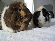 Guinea Pig Wikipedia