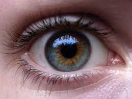 Check spelling or type a new query. The Difference Between Green And Hazel Eyes Owlcation