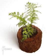 Image result for Asplenium mannii