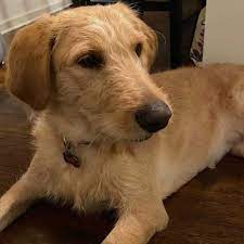 Labradoodles can have coats that shed a lot, shed a little, and that do not shed at all. Straight Hair Labradoodle Is A Flat Coat Bad