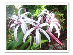 Image result for Crinum harmsii