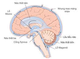 Sự hình thành lưu thông và hấp thu dịch não tủy