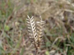 Image result for Tristachya