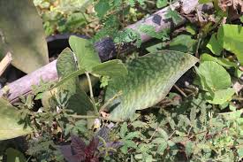 Image result for Croton inhambanensis