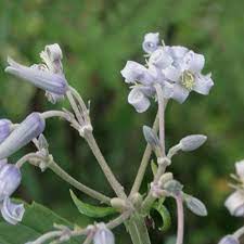 We did not find results for: Clematis Stans Seeds Virgin S Bower Plant World Seeds