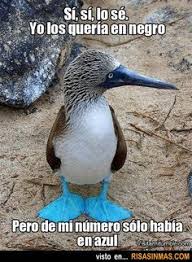 Birds That Start With U In Spanish Pin On Spanish Learning