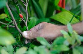 You can also find coffee plantations in hawaii, central and northern south america, and parts of asia and africa. Miracle Fruit Plants Available In Hawaii Honolulu Star Advertiser