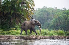 Pin By Megan Dancy On African African Forest Elephant African Rainforest Rainforest Animals