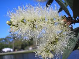 Image result for Melaleuca quinquenervia