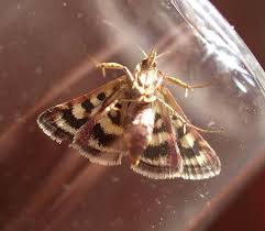 Image result for Pyrausta ostrinalis