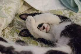 Löst sie sich auf den babysachen, kann das ausdruck von eifersucht sein. Katze Pinkelt Ins Bett Ursachen Abgewohnen