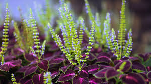 Image result for Coleus