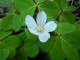 Image result for Oxalis oligotricha