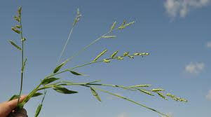 Image result for Urochloa