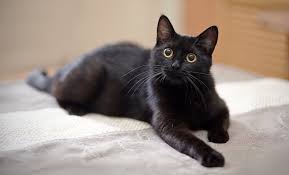 Most popular names for dogs and cats. 200 Cool Cat Names For Cute Cool Cuddly Cats My Pet S Name