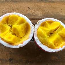 Image result for Landolphia congolensis