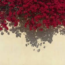 On a side note, the animal was known to represent strength among the aztec tribes, too. Thread By Evercitygardens The Meanings Of Different Colored Flowers A Thread Red Most Red