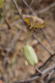 Image result for Ceropegia meyeri
