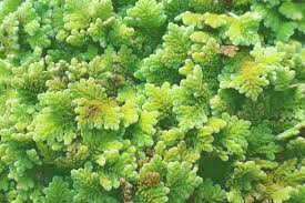 Image result for Azolla