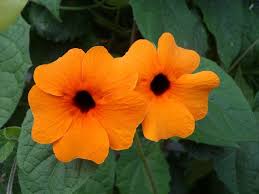 They are used in gardening because many of them are climbing plants by means of tendrils and because of their showy mauve, blue, white or pale yellow flowers. Fast Growing Annual Climbers You Should Grow This Year Dreamley