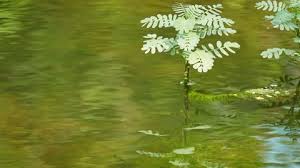 Image result for Aeschynomene fluitans