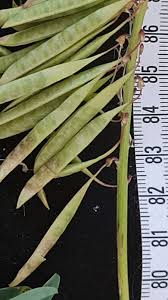 Image result for Astragalus atropilosulus