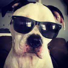 This Is Chief Hes The Coolest Dog On The Block Cute Dogs Dog Aww Puppy Adorable Best Dogs Funny Dogs Pet Diet