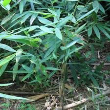 Image result for Bambusa balcooa