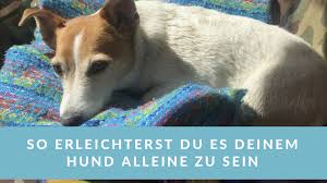 5 Tipps Wie Du Deinem Hund Das Alleine Sein Leichter Machst Leswauz