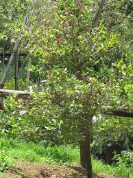 Image result for Ochna natalitia