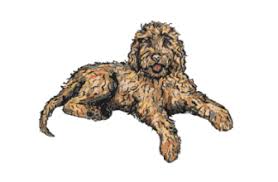 Maybe you would like to learn more about one of these? Doodle Rock Rescue Dallas Tx