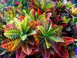 Crotons are tropical plants that grow well outside in the warmer regions of our country. Meg Croton Codiaeum Variegatum