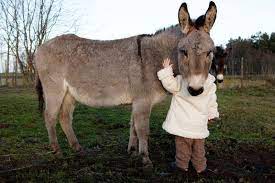 Key Enzyme Helps Country Kids Ward Off Allergies And Asthma Country Kids Animals Snuggles