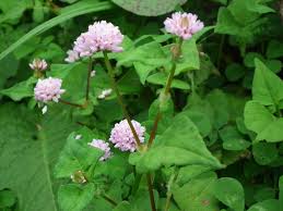 Image result for Persicaria nepalensis