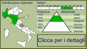 Image result for Limnophila ceratophylloides