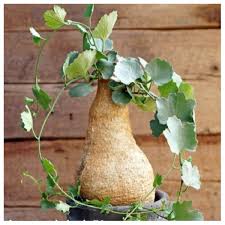 Image result for Kedrostis capensis