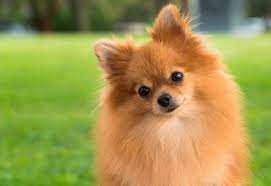 Maybe you would like to learn more about one of these? The Most Beautiful Dog Breeds You Ll Want To Show Off
