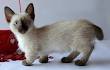 Munchkin – Specialty Purebred Cat Rescue