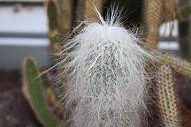 Tephrocactus geometricus | world of succulents. Old Man Cactus Aspca