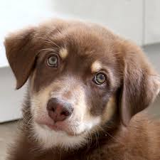 Auf den neuen amerikanischen farmen wurden vielseitige und zuverlässige hütehunde gebraucht. Australian Shepherd Tierhilfe Franken E V