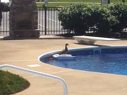 Look Closely The Little Ones Are Following Mama Duck Why Does She Get To Ride On The Solar Breeze Pool Cleaning Robotic Pool Cleaner Pool Water