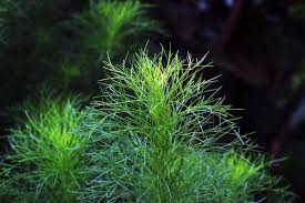 Image result for Limnophila indica