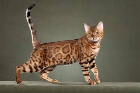 Bengals, are very active and have a unique character and personality. Pet Allergies The Bengal Cat Splendid Beast