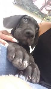 We are professıonals ın breedıng great dane puppıes,we have the best qualıtıes of great dane puppıe. Great Dane Sale Florida 6 Hoobly Us