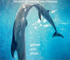 Winter starred in dolphin tale 1 and 2. Winter And Hope By Angelgirl10 On Deviantart Dolphin Tale Dolphin Tale 2 Dolphins